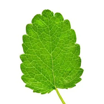 Mint leaf fresh isolated on white background. Food concept photography Stock Photos