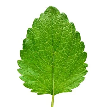 Mint leaf fresh isolated on white background. Food concept photography Stock Photos