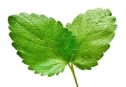 Mint leaf fresh isolated on white background. Food concept photography Stock Photos