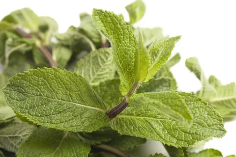 Mint leaf. Fresh mint isolated on white background. Stock Photos