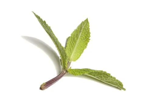 Mint leaf. Fresh mint isolated on white background. Photos