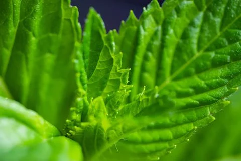 Mint leaf. Fresh mint on white background. Mint leaves isolated. Full depth.. Stock Photos