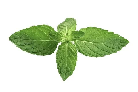Mint leaf, Fresh raw Peppermint leaf isolated on white background. Stock Photos