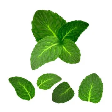Mint Leaf Freshness Spice Herbal Plant Set Vector Stock Illustration