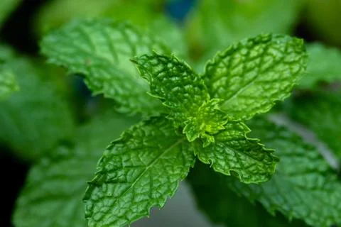 Mint leaf in the garden Fotos Stock