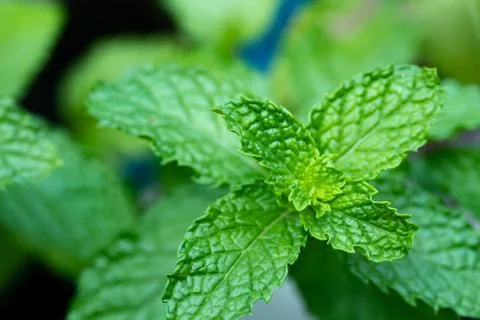 Mint leaf in the garden Fotos Stock