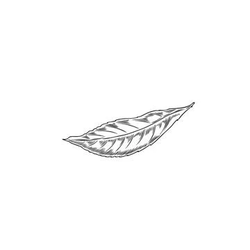 Mint leaf hand drawn engraved plant, natural fragrant herbal tea foliage sketch Stock Illustration