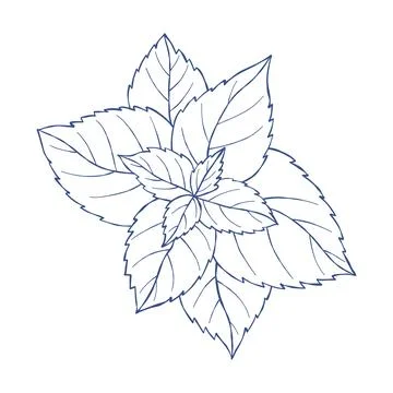 Mint Leaf Hand Drawn. Peppermint Sprig Botanical Sketch. Blue Line Art. Fre.. 스톡 일러스트