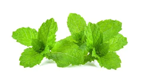 Mint leaf herb isolated on white background Stock Photos