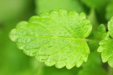 Mint leaf (herb) Stock Photos