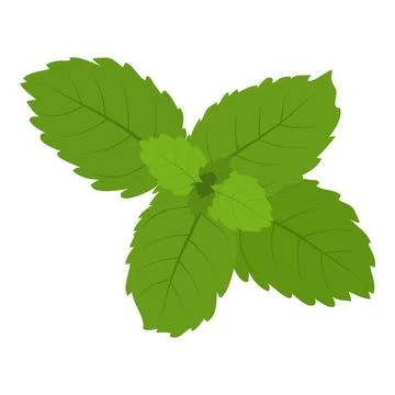 Mint leaf icon isometric vector. Realistic bright green leaf of fresh mint icon Stock Illustration