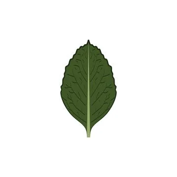 Mint leaf icon vector design element Illustrazione stock