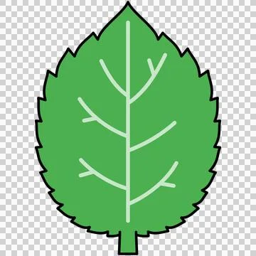 Mint leaf Stock Illustration