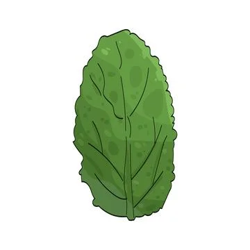 Mint leaf illustration 스톡 일러스트