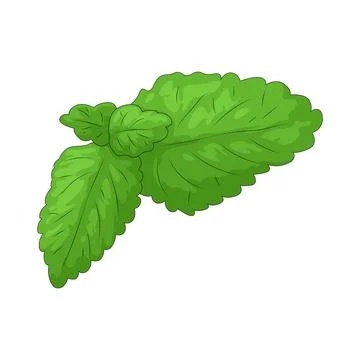 Mint leaf illustration 스톡 일러스트