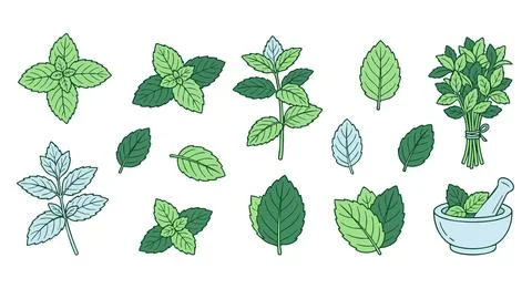 Mint Leaf Illustration Set with Fresh Herbs and Leaves Vector Illustrazione stock