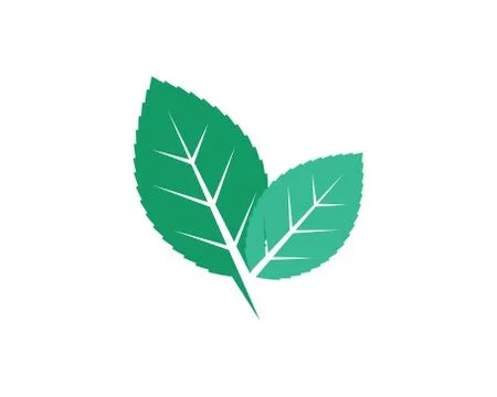 Mint leaf illustration vector template Stock Illustration
