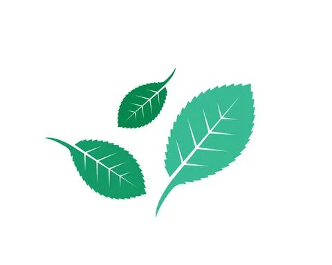 Mint leaf illustration vector template Stock Illustration