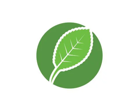 Mint leaf illustration vector template Stock Illustration