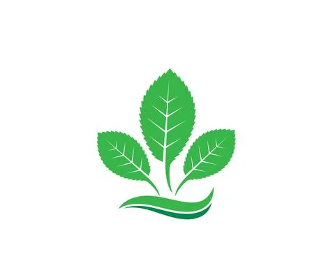 Mint leaf illustration vector template Illustrazione stock