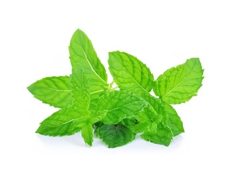Mint leaf isolated. fresh mint on white background Stock Photos