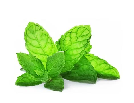Mint leaf isolated. fresh mint on white background Stock Photos