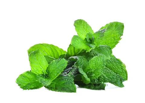 Mint leaf isolated. fresh mint on white background Stock Photos