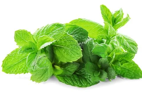 Mint leaf isolated. fresh mint on white background Stock Photos