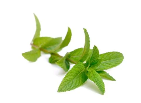 Mint leaf isolated Foto stock