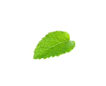 Mint leaf isolated on the white background Stock Photos