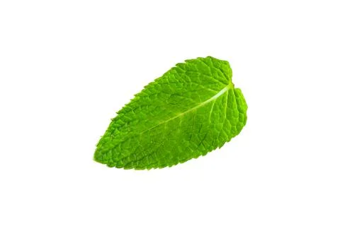 Mint leaf isolated on white background. Stock Photos