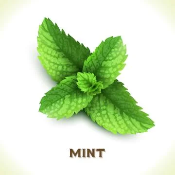 Mint leaf isolated on white Stock Illustration