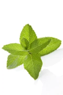 Mint leaf isolated on white. Stock Photos