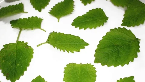Mint leaf leaves closeup texture rotating video background Stock Footage 113143285