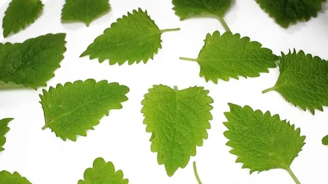 Mint leaf leaves closeup texture rotating video background Stock Footage 113143399