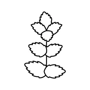 Mint leaf line icon vector illustration Illustrazione stock