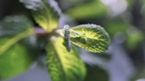 Mint leaf macro shot Видео 59912878