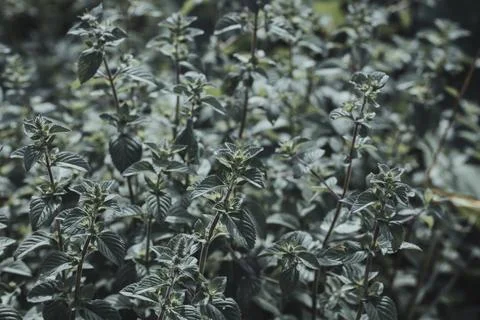 Mint leaf or peppermint plant grow at vegetable garden. Stock Photos