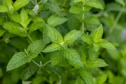 Mint leaf or peppermint plant grow at vegetable garden. Stock Photos