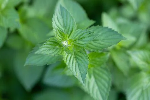 Mint leaf or peppermint plant grow at vegetable garden. Foto stock