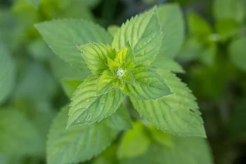 Mint leaf or peppermint plant grow at vegetable garden. Stock Photos