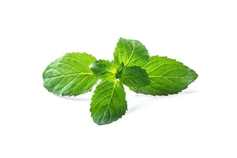 Mint leaf on over white background Stock Photos