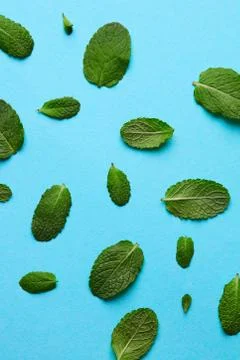 Mint leaf pattern on blue background. Stock Photos