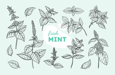 Mint leaf. Peppermint branch sketch, black and white spearmint, hand drawn Stock Illustration