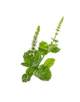 Mint leaf. Peppermint twig with leaves and flowers isolated. Stock Photos