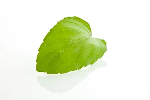 Mint leaf Stock Photos