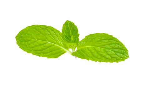 Mint leaf. Stock Photos