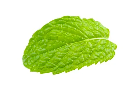 Mint leaf. Stock Photos