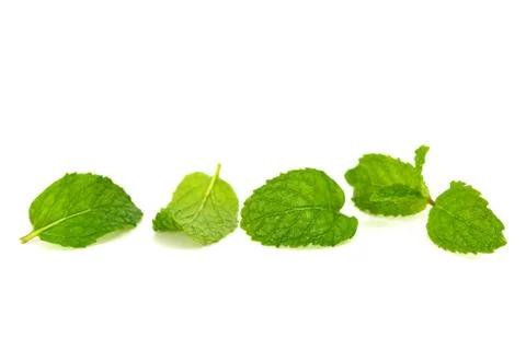 Mint leaf Foto stock