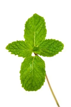 Mint leaf Stock Photos